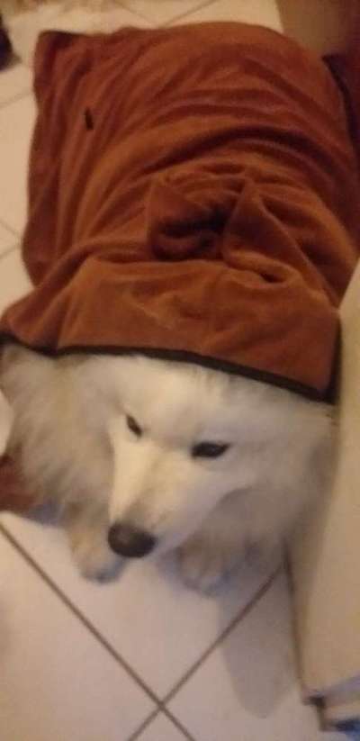 Samojede-Beitrag-Bild