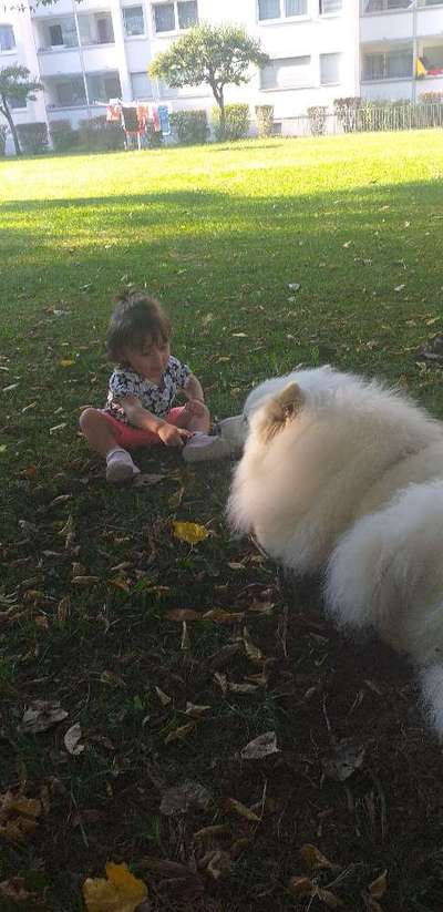 Samojede-Beitrag-Bild