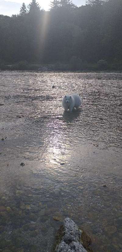 29. Farben Foto Challenge -
Silber glänzend.-Beitrag-Bild