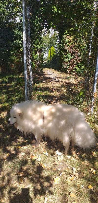 Foto -Challenge  Thema : Dein Hund Im Wald-Beitrag-Bild