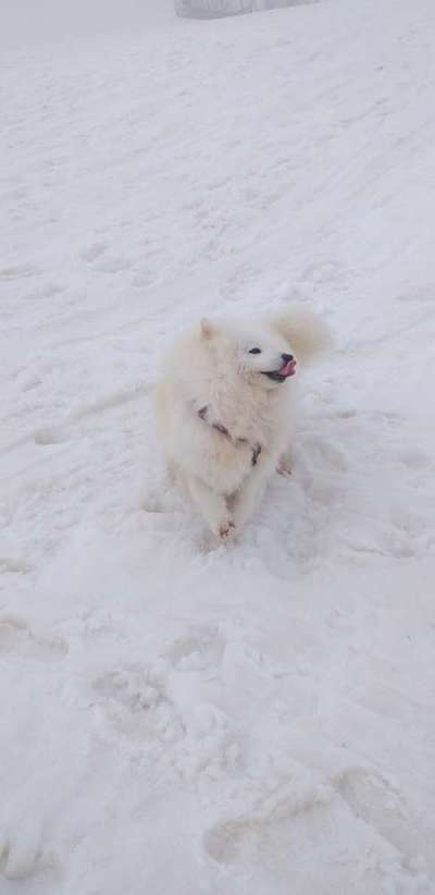 Samojede-Beitrag-Bild