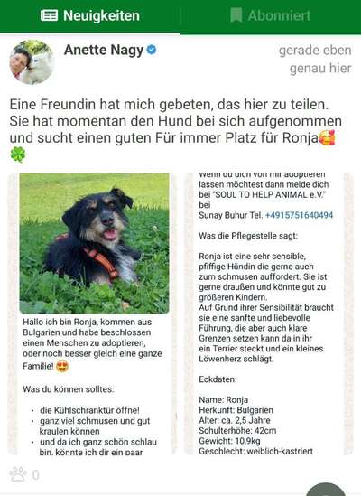 Tierschutzhunde suchen ein Zuhause-Beitrag-Bild