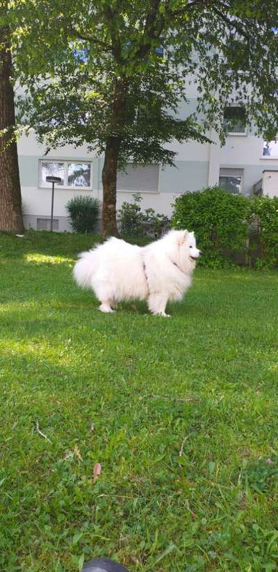 Samojede-Beitrag-Bild