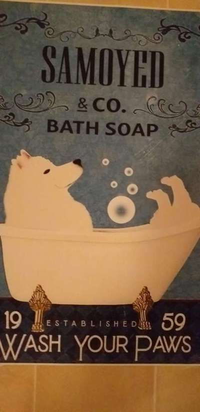 Samojede-Beitrag-Bild