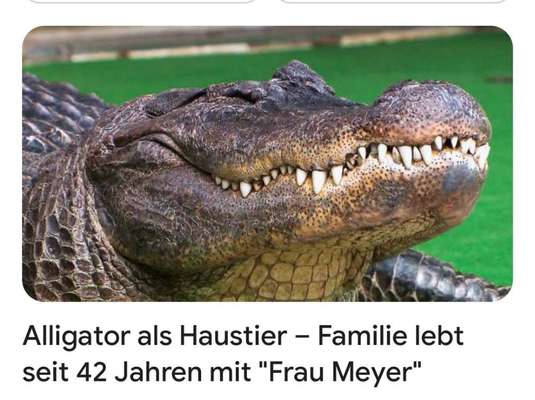 Hunde Memes-Beitrag-Bild