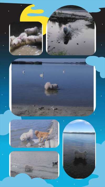 51.Collagen Challenge: Wasserhunde-Beitrag-Bild