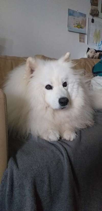 Samojede-Beitrag-Bild