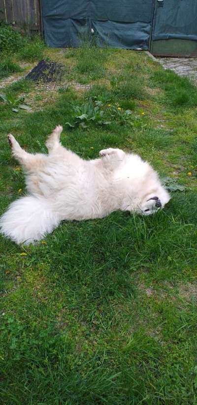 Foto Challenge Thema "Gummihund😁"-Beitrag-Bild