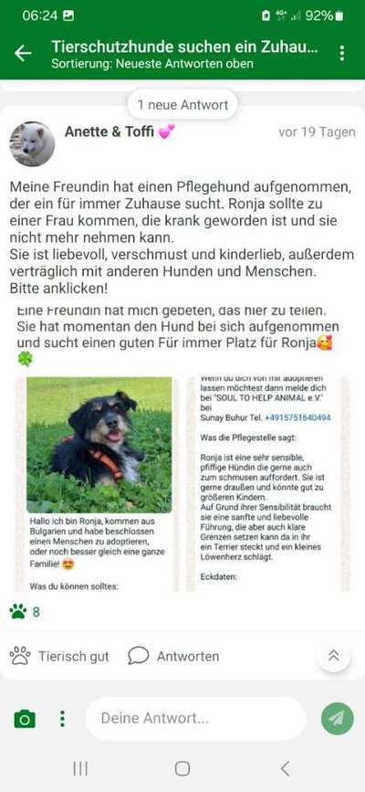 Tierschutzhunde suchen ein Zuhause-Beitrag-Bild