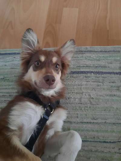 Zeige das lustigste Bild eures Hundis-Beitrag-Bild