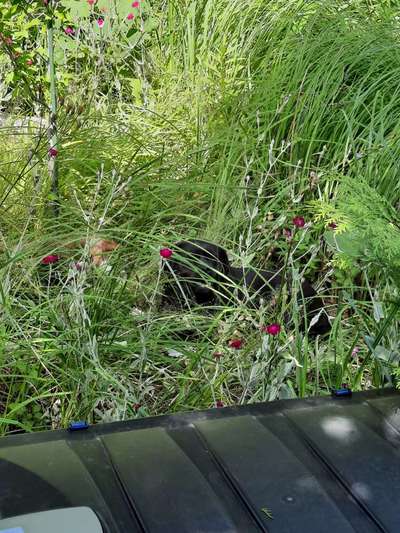 Dogorama Photo Challenge - Tarnung ist alles-Beitrag-Bild