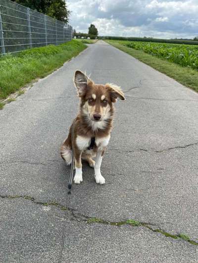 Was können eure Ohren so? ;)-Beitrag-Bild