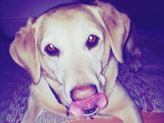 Fotochallenge Nr. 59 - Mein Hund zeigt die Zunge-Beitrag-Bild