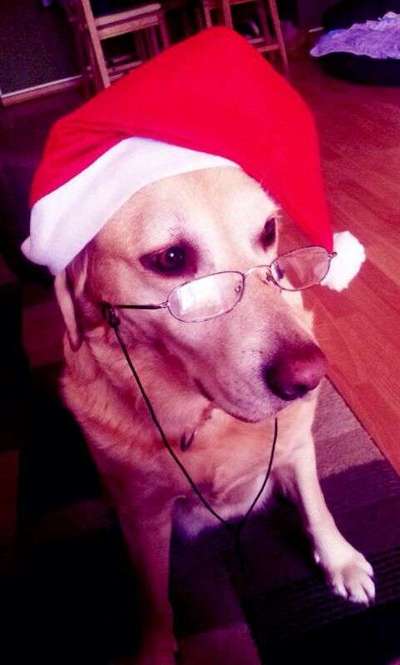 Dogorama Photo Challenge - Nikolaus-Beitrag-Bild