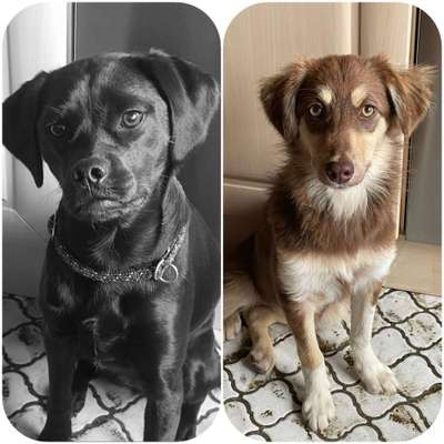 Mischlingshunde Foto Aufruf-Beitrag-Bild