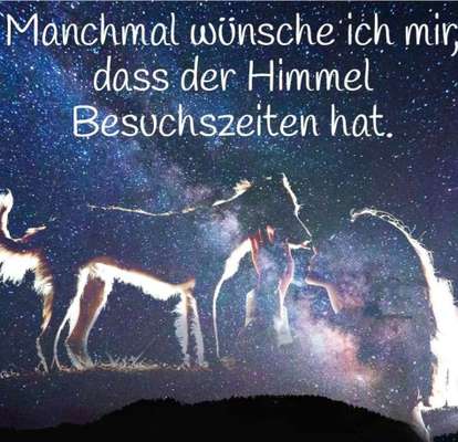 Regenbogenbrücke-Beitrag-Bild