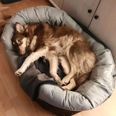 Dogorama Photo Challenge - Zeit ins Bett zu gehen-Beitrag-Bild