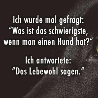 Unsere Fellnasen im Regenbogenland-Beitrag-Bild