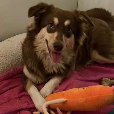 Zeigt her eure Junghunde :)-Beitrag-Bild