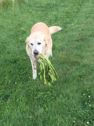 19. Handy - Foto - Challenge-Beitrag-Bild