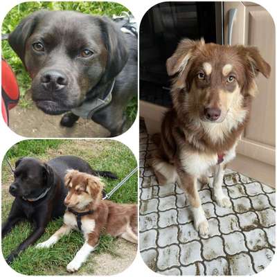 Hunde aus dem Tierschutz: Bulgarien-Beitrag-Bild