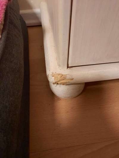 Zeig mir, dass du mit einem hund zusammenlebst....-Beitrag-Bild