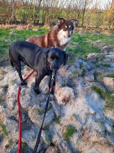 Dogorama Photo Challenge - Gassipause-Beitrag-Bild