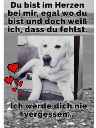 Unsere Fellnasen im Regenbogenland-Beitrag-Bild