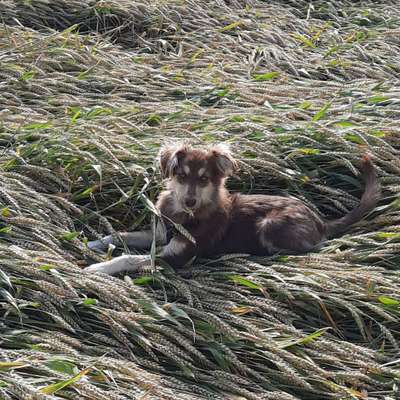 Zeigt mal die schönsten Bilder von euren Hunden !-Beitrag-Bild