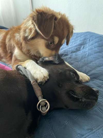 Dogorama Photo Challenge - Die besten Hundebuddys-Beitrag-Bild