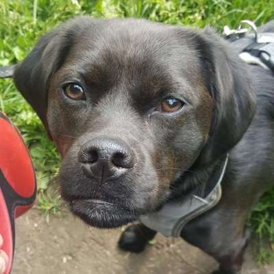 Dogorama Photo Challenge - Portrait-Beitrag-Bild