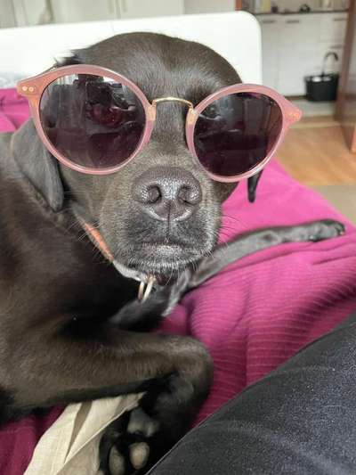 Fotochallange nr. 106
Der geschmückte Hund.-Beitrag-Bild