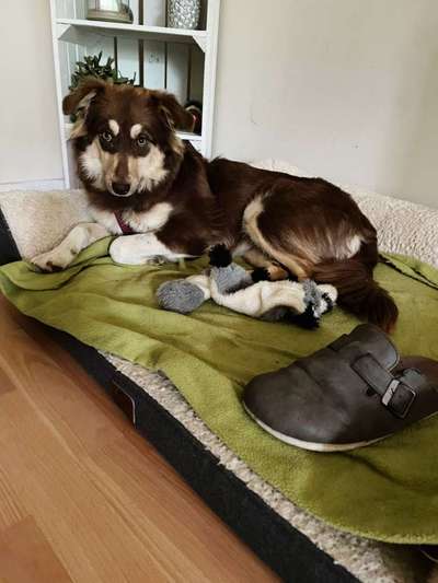 Dogorama Foto Challenge - Erwischt-Beitrag-Bild