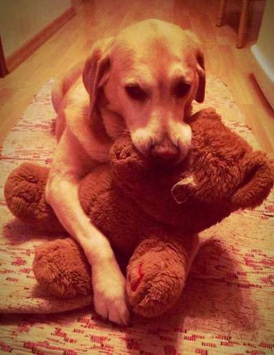 Euer Hund und sein Lieblingskuscheltier-Beitrag-Bild