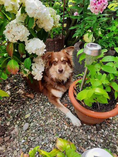 Dogorama Photo Challenge - Schattiges Plätzchen-Beitrag-Bild