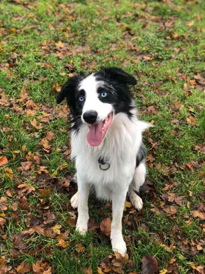 Hundetreffen-Aktive Mensch-Hund-Teams zum Trainieren und Herumtollen-Bild