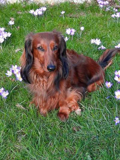 Hundetreffen-Dackeltreffen-Bild