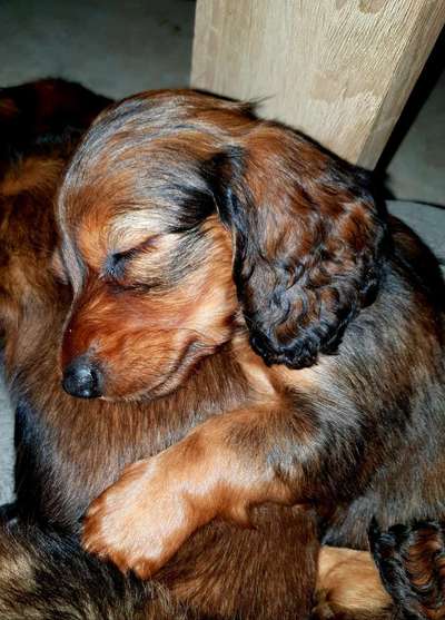 Welpen Bilder !-Beitrag-Bild