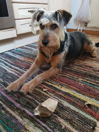 Lieblingsbild von euren Hunden?-Beitrag-Bild