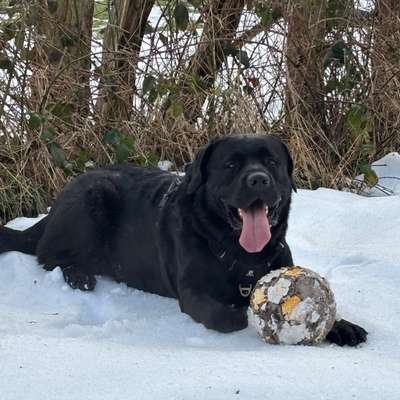 Hundetreffen-Treffen mit großen oder auch kleine Abenteurer-Bild