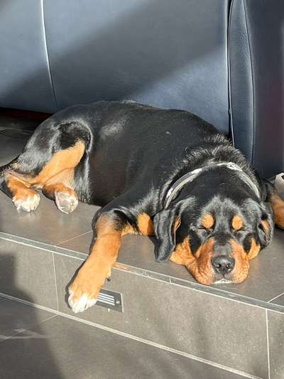 Schweizer Sennenhunde-Beitrag-Bild