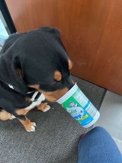 Schweizer Sennenhunde-Beitrag-Bild