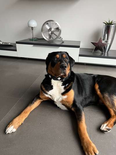 Appenzeller Sennenhunde-Beitrag-Bild