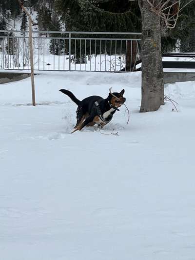 Appenzeller Sennenhunde-Beitrag-Bild