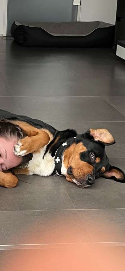 Appenzeller Sennenhunde-Beitrag-Bild