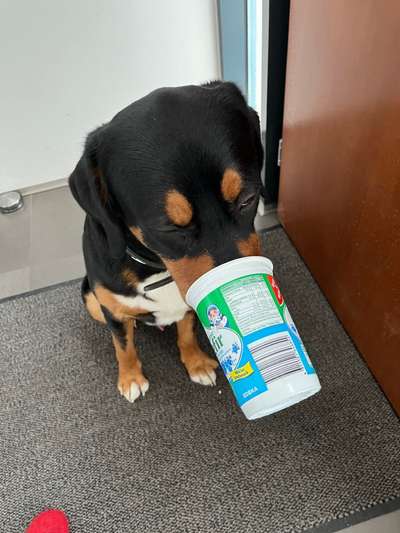 Appenzeller Sennenhunde-Beitrag-Bild