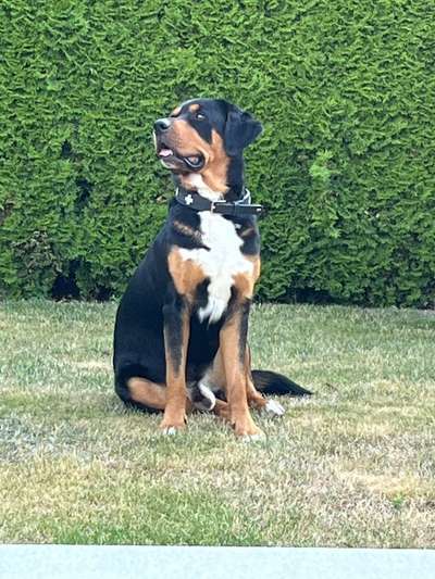 Schweizer Sennenhunde-Beitrag-Bild