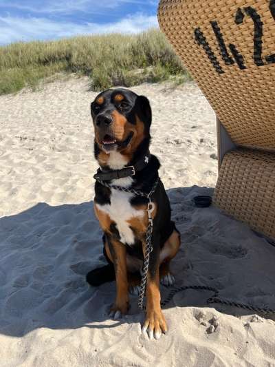 Schweizer Sennenhunde-Beitrag-Bild