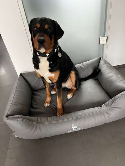 Appenzeller Sennenhunde-Beitrag-Bild