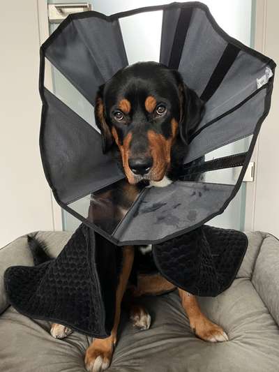 Appenzeller Sennenhunde-Beitrag-Bild